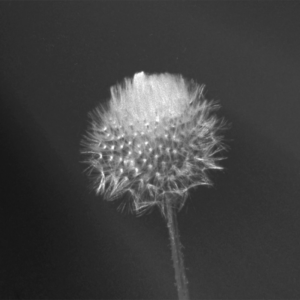 Hicham BERRADA, Natural process Activation #3 Bloom, 2012, FNAC 2015-0624, Centre national des arts plastiques © Adagp, Paris / Cnap